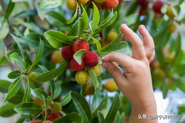 曲阜石门山野杨梅：情怀温暖心扉，涂满四季明媚和闪耀