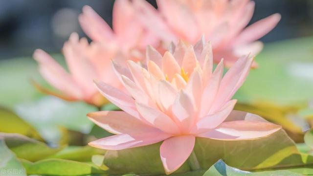 “水中女神花”，天天浇水也死不了，越浇花越旺