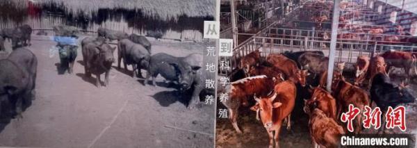 走进西双版纳，遇见70年“蝶变”美丽画卷