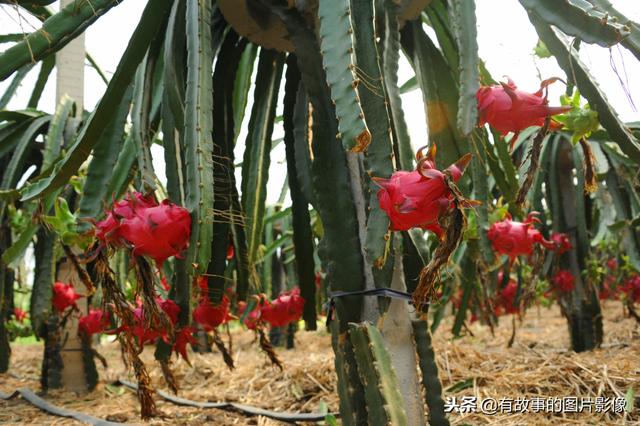 北方也能种植火龙果？8年种植技术经验，让你的火龙果高产高效