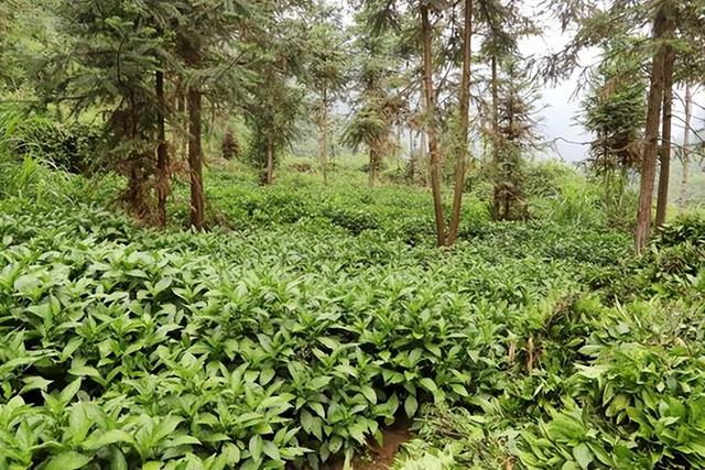 贵州从江县：林下种植板蓝根，“退出”一条致富路