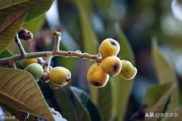 枇杷的栽培技术，下面几点关键做得好，轻松实现果实优质产量高