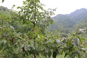 山核桃的种植条件(核桃高产优质栽培及管理技术)