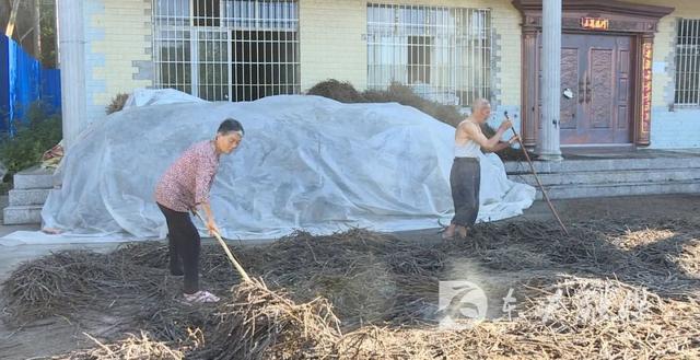 车前草，村民致富增收新“法宝”