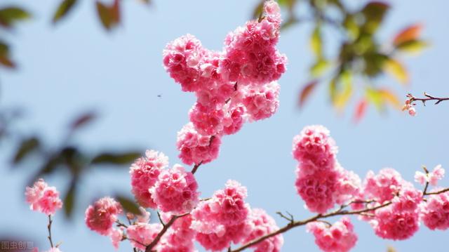 红叶樱花栽培技术，采用嫁接模式做好生长的基础，促进樱花成活率