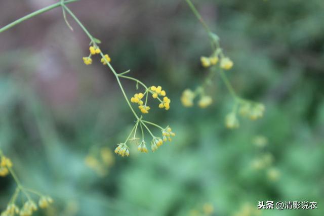 如何种植柴胡，才能高产丰收，因地制宜，选择种植环境很重要