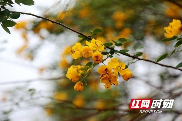 湖南新田：决明花开似蝴蝶 金黄娇艳惹人爱（组图）