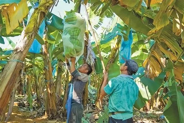 蕉香满山林 蕉农笑盈盈