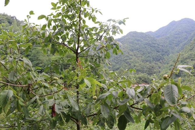 核桃高产优质栽培及管理技术