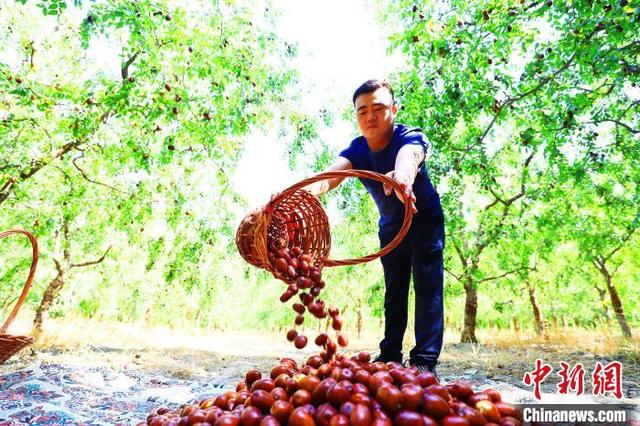 “中国早熟红枣之乡”新疆托克逊县红枣进入丰收季（组图）