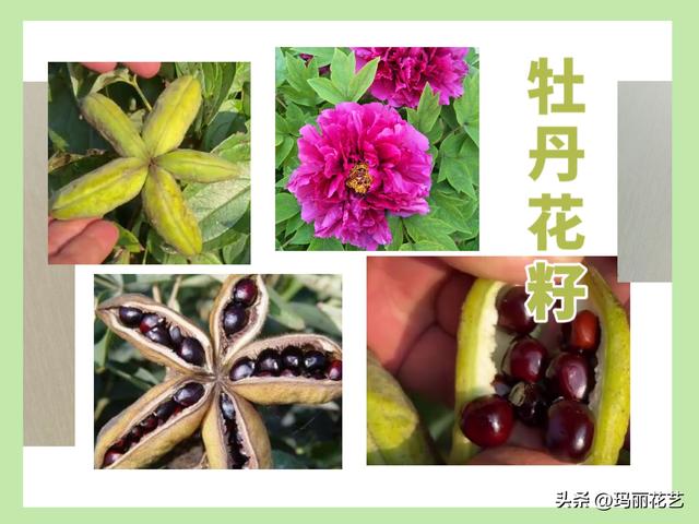 牡丹花会结种子吗？适合在哪个月份播种，发芽率高？