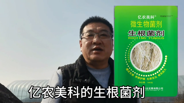 草莓生防实验：生物防治和化学防治有什么区别？