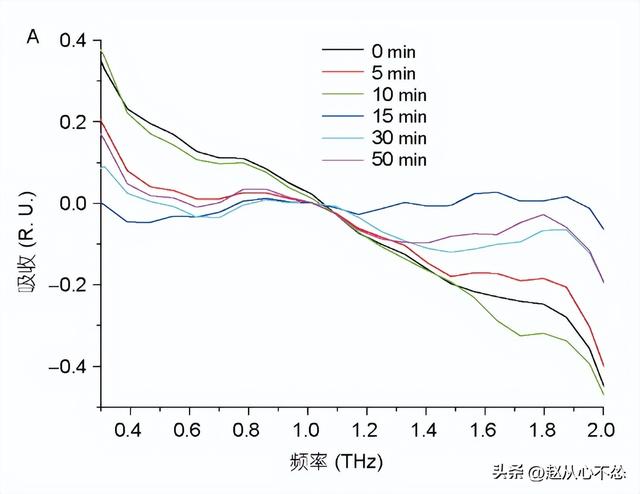 低温下，为什么V2（BR-16）是最适合种植的波罗水稻品种？