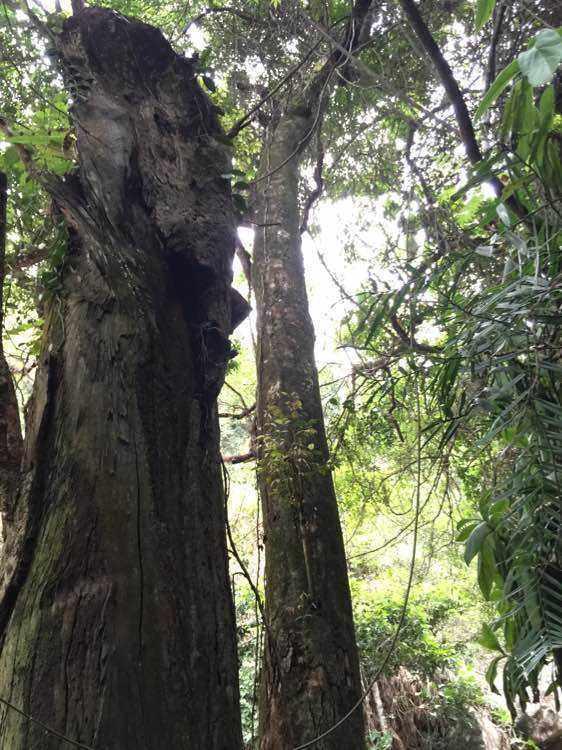 沉香结香最常见的7种方法