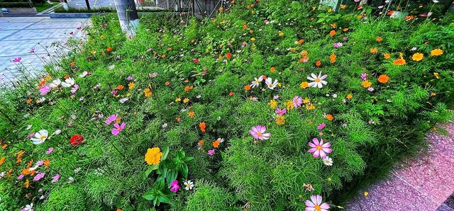 有手就行，懒人专属花海——「波斯菊」种植指南