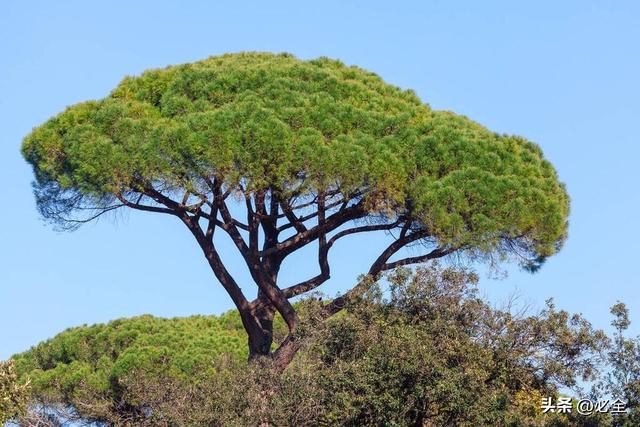 不同园林绿化植物的特性特点及景观应用