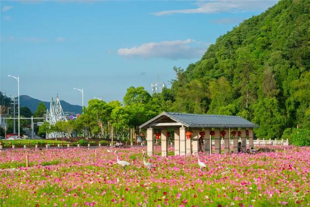 高颜值花海上新！大片波斯菊花海来袭，送你初夏第一场浪漫~