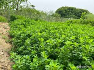 苜蓿草种植管理(夏天能种紫花苜蓿吗？该怎么管理和收割？这几点一定要注意)