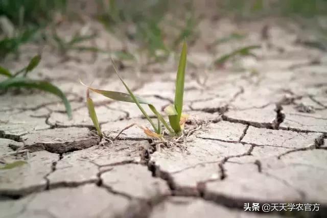 静止的植物，凭什么能活得比恐龙久？它的逆境生存法则，太强大