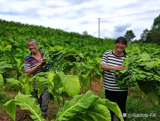 在烟叶种植过程中，土壤以及气候条件提高后，能否提高烟叶质量？