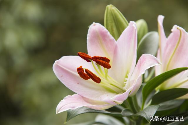 香水百合应该这么养，才能香出十里外，开花大朵漂亮