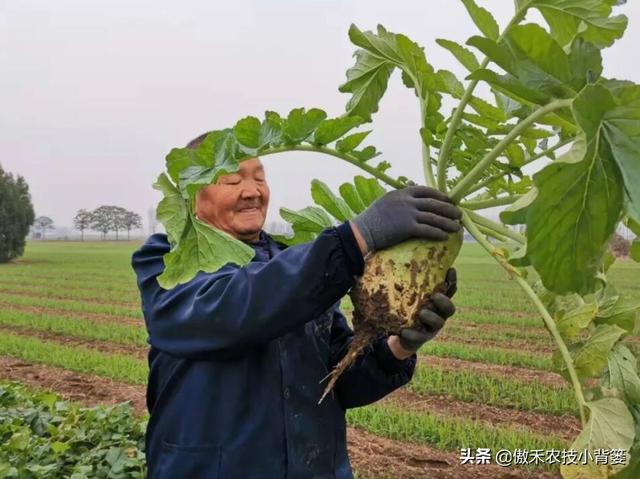 秋季萝卜种植正当时，萝卜这样种植个头大、产量高，不烂根不糠心