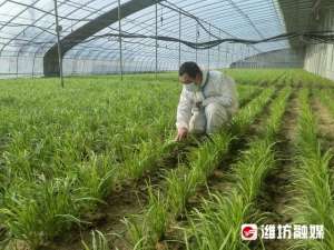 种植韭菜一亩挣多少钱(科学种植品质高，这里的韭菜，真香)