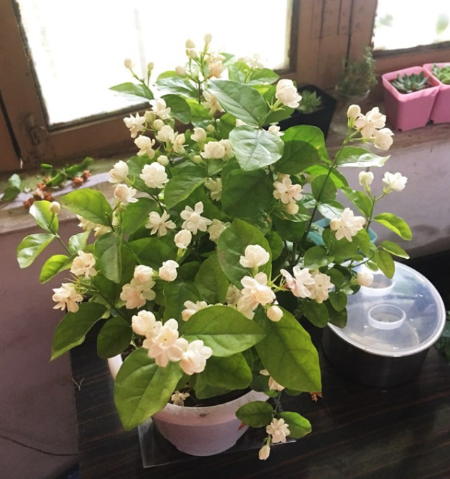 6种“漂亮花”，阳台种一盆，能凉拌能泡茶，生长泼辣，开花多