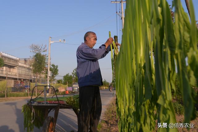 寒冬腊月，农民露天种植蔬菜苗，生长期4个月，亩收益5000多元