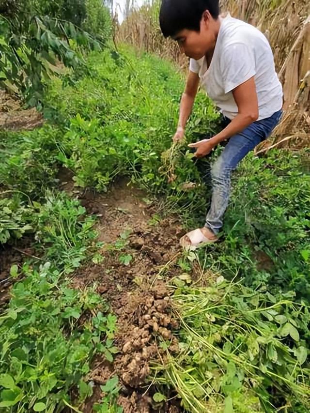 花生种植的生长环境因素研究与分析