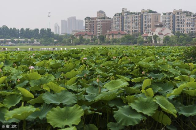 种植莲藕一亩竟然高达15000元，他是怎样管理的呢