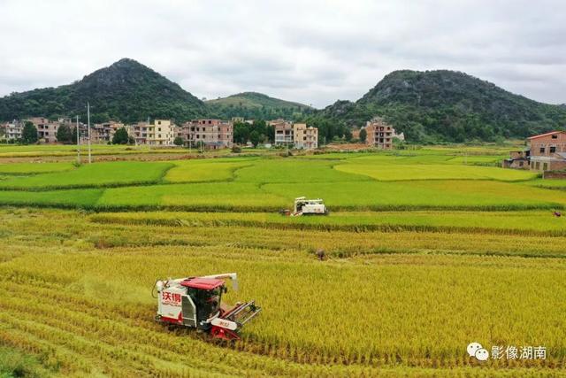 又是一年丰收季 三湘大地好“丰”光