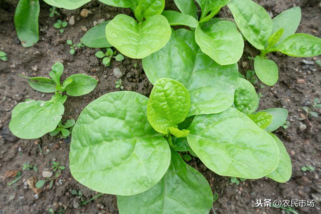 日光温室冬春茬落葵栽培技术，推荐大家种植方法，以及养护管理