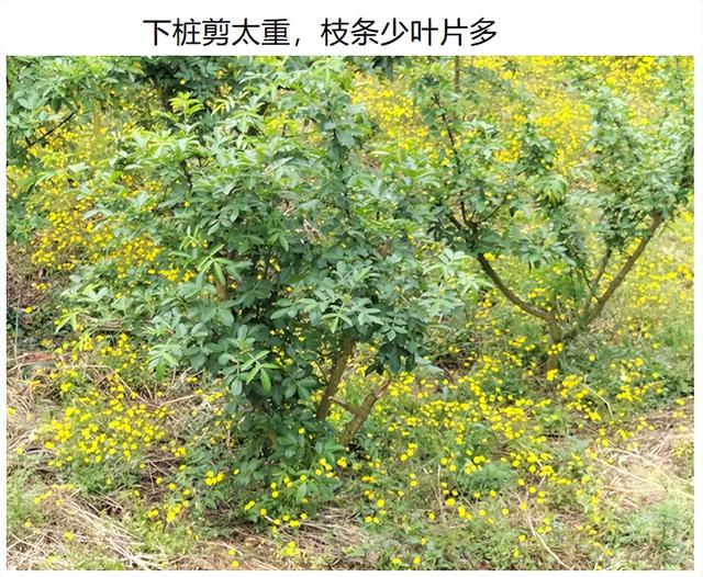 惠椒网技术下乡——四川青花椒种植管理问题整理和技术分享