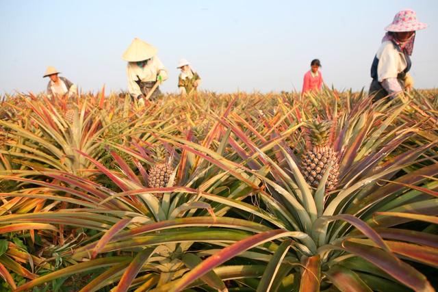 在国外泛滥，中国却在大量种植，国外每年花50亿元难消灭？