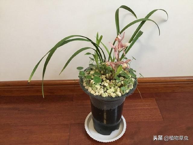 我们在用香菇培养基种植兰花时，做到这两点兰花冒芽爆盆快