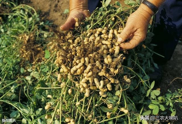 花生肥料施得多，光长秧子不结果！每亩施多少肥？记住这个数