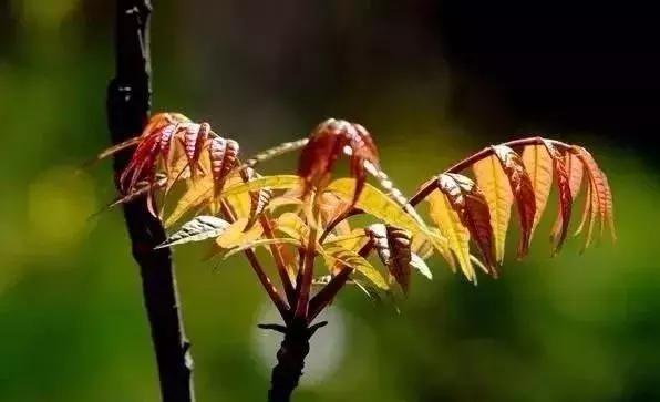 香椿种植小技巧