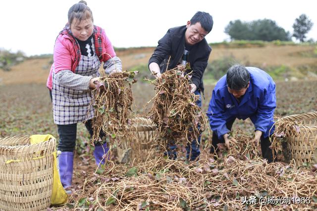 贵州黔西：种植300亩鱼腥草助力脱贫