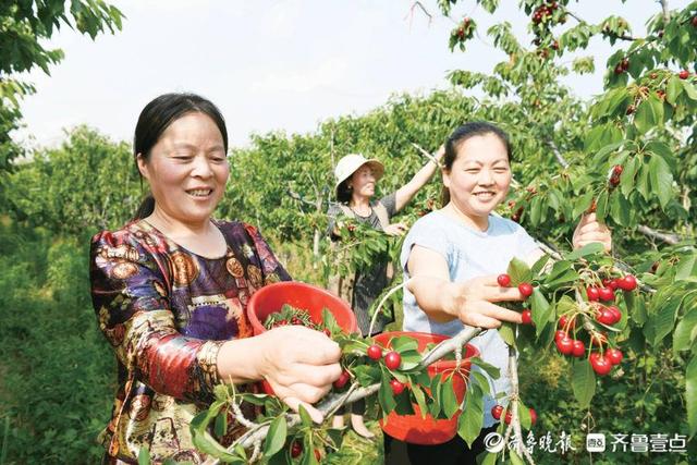 农“味”归本真，绿色是正道——解析齐河长寿密码之生态农业篇