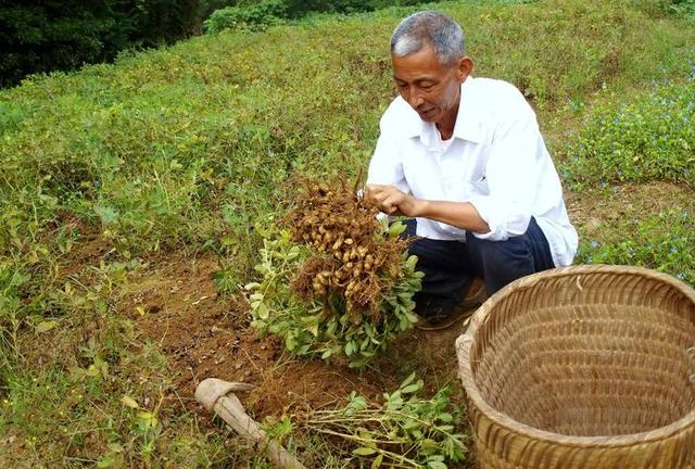 花生种植的生长环境因素研究与分析