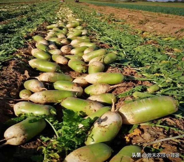 秋季萝卜种植正当时，萝卜这样种植个头大、产量高，不烂根不糠心