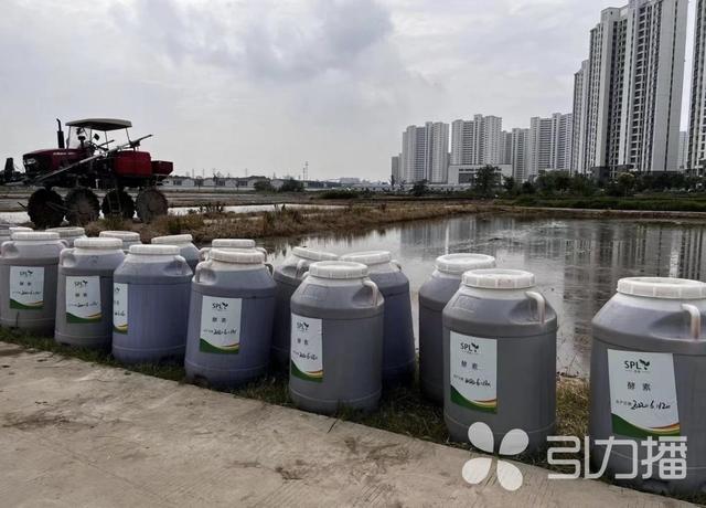 附加值是普通水稻的3倍，张家港推广酵素生态水稻种植