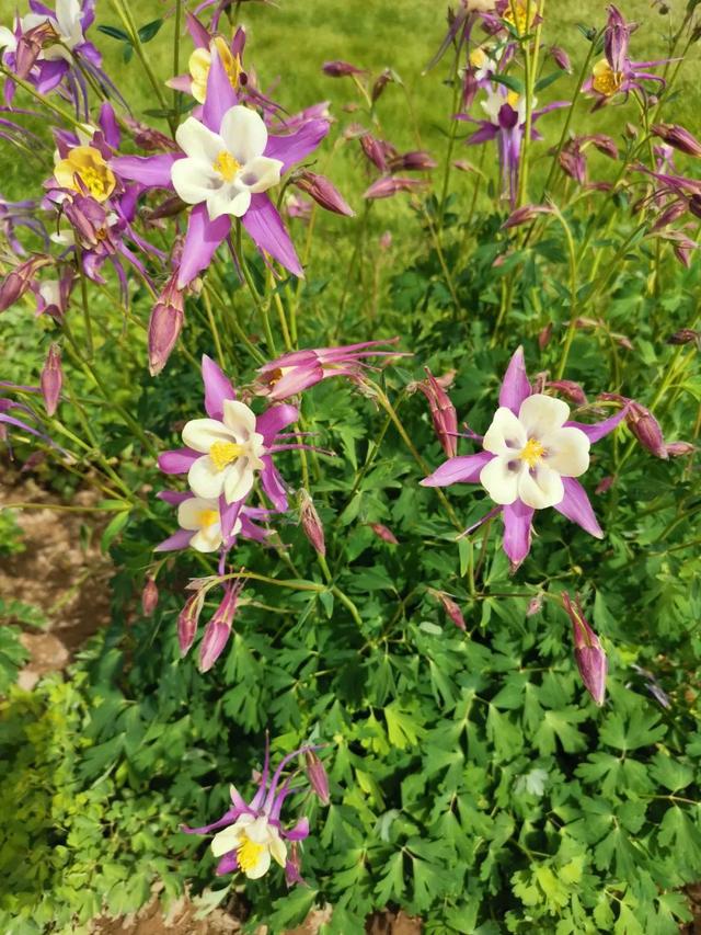 北方特耐寒的耧斗菜，花朵模样清奇，养院子里百看不厌