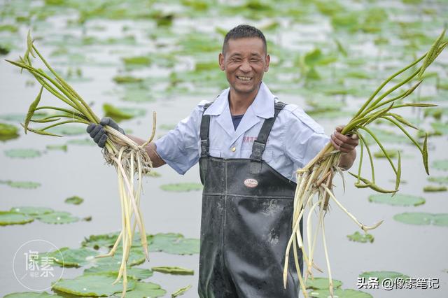 湖北农民种植藕带20多年，从湖里到北京餐桌只要40小时