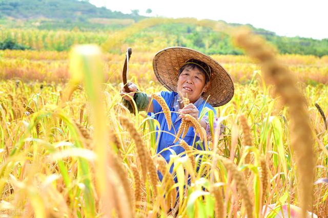 小米价格很高，为啥村民种植谷子的并不多呢？看完明白了