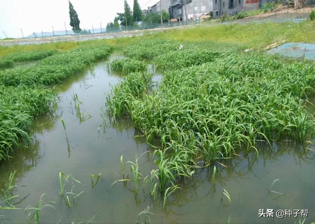 水产养殖，种草是关键，鱼、虾、蟹爱吃的小米草，是怎么种植的？