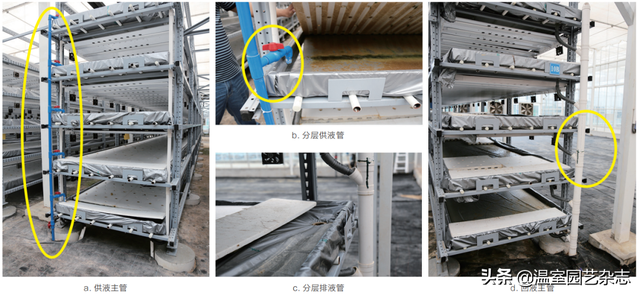 考察｜大型温室内的叠层式栽培架效果咋样？