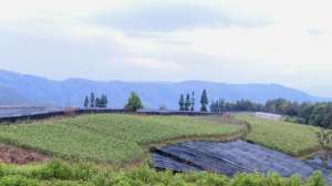 露水草种植基地(红河石屏：多举措发展中药材产业)