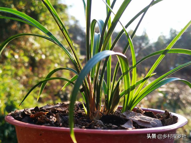 兰花盆面铺苔藓，最怕什么？这3点弊端不得不说